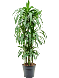 Impressive Corn Plant Dracaena fragrans 'Janet Craig' Tall Indoor House Plants Trees