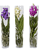 Vanda conische vaas mix