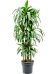 Impressive Corn Plant Dracaena fragrans 'Janet Craig' Tall Indoor House Plants Trees