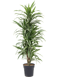 Insta-friendly Dracaena deremensis 'Warneckei' Tall Indoor House Plants Trees