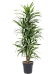 Insta-friendly Dracaena deremensis 'Warneckei' Tall Indoor House Plants Trees