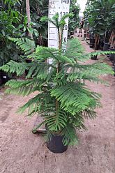 Norfolk Island Pine Araucaria heterophylla