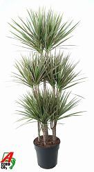 Colorful Dragon Tree Dracaena marginata Bicolor Tall Indoor House Plants Trees