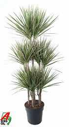 Colorful Dragon Tree Dracaena marginata Bicolor Tall Indoor House Plants Trees