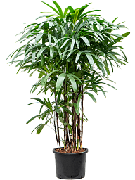 Tropical Lady Palm Rhapis excelsa Indoor House Plants