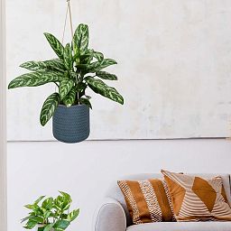 IDEALIST Lite Plaited Style Table and Hanging Cylinder Round Plant Pot Dual Use Indoor Planter