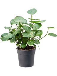 Lush Sea Grape Coccoloba uvifera Tall Indoor House Plants Trees