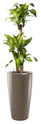 Dracaena Fragrans Massangeana in LECHUZA RONDO Self-watering Planter, Total Height 160 cm