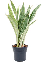 Easy-Care Snake Plant Sansevieria trifasciata 'Metallica' Indoor House Plants