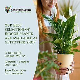 Easy-Care Spotted Gold Dust Dracaena surculosa (140-170) Indoor House Plants