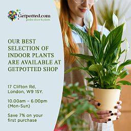 Lush Japanese Aralia Fatsia japonica Indoor House Plants W90 H(130-160) cm  - from 405 | Getpotted.com