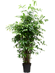 Easy-Care Spotted Gold Dust Dracaena surculosa (140-170) Indoor House Plants
