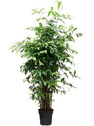 Easy-Care Spotted Gold Dust Dracaena surculosa (140-170) Indoor House Plants
