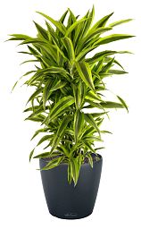 Dracaena Fragrans Lemon Lime in LECHUZA CLASSICO Color Self-watering Planter, Total Height 120 cm