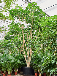 Cheerful Umbrella Tree Schefflera actinophylla 'Amate' Indoor House Plants