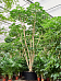 Cheerful Umbrella Tree Schefflera actinophylla 'Amate' Indoor House Plants