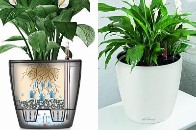Blooming Orchids in LECHUZA CLASSICO Color Self-watering Planter, Total Height 60 cm