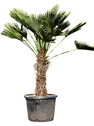 Windmill Palm Tree Trachycarpus wagnerianus