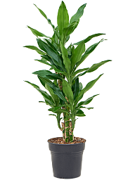 Vibrant Corn Plant Dracaena fragrans 'Burundii' Tall Indoor House Plants Trees