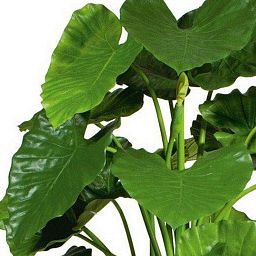 ALOCASIA CALIDORA Artificial Tree Plant
