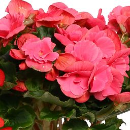Cute Begonia tuberous Fortune Bush Indoor House Plants