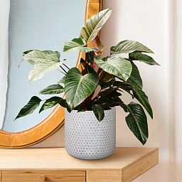 IDEALIST Lite Honeycomb Style Table and Hanging Cylinder Round Plant Pot Dual Use Indoor Planter