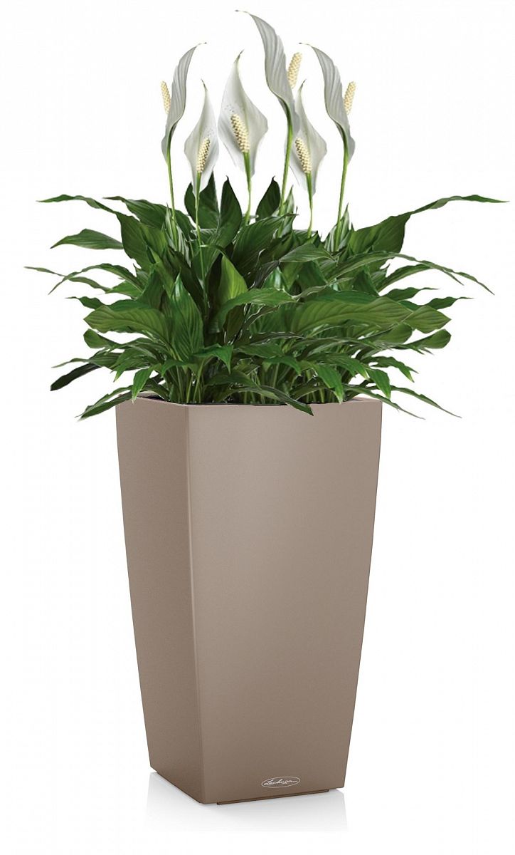 Blooming Spathiphyllum Sweet Chico in LECHUZA CUBICO Color Self-watering Planter, Total Height 60 cm