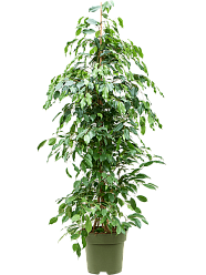 Lush Fig Tree Ficus benjamina 'Exotica' Tall Indoor House Plants Trees