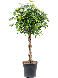 Delicate Umbrella Tree Schefflera arboricola 'Gold Capella' Indoor House Plants