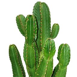 Euphorbia Ingens (Candelabra Tree) in LECHUZA CUBICO Self-watering Planter, Total Height 105 cm