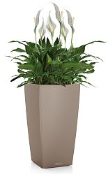 Blooming Spathiphyllum Sweet Chico in LECHUZA CUBICO Color Self-watering Planter, Total Height 60 cm
