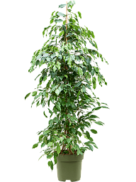 Lush Fig Tree Ficus benjamina 'Exotica' Tall Indoor House Plants Trees