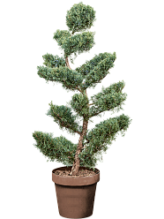 Lush Eastern Red Cedar Juniperus virginiana 'Grey Owl' (160-180) Outdoor Plants
