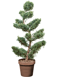 Lush Eastern Red Cedar Juniperus virginiana 'Grey Owl' Outdoor Plants