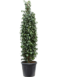 Lush Weeping Fig Ficus benjamina 'Danielle' Indoor House Plants