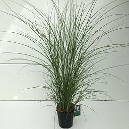 Easy-Care Maiden Grass Miscanthus sinensis 'Gracillimus' Indoor House Plants