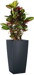 Codiaeum Petra in LECHUZA CUBICO Color Self-watering Planter, Total Height 130 cm
