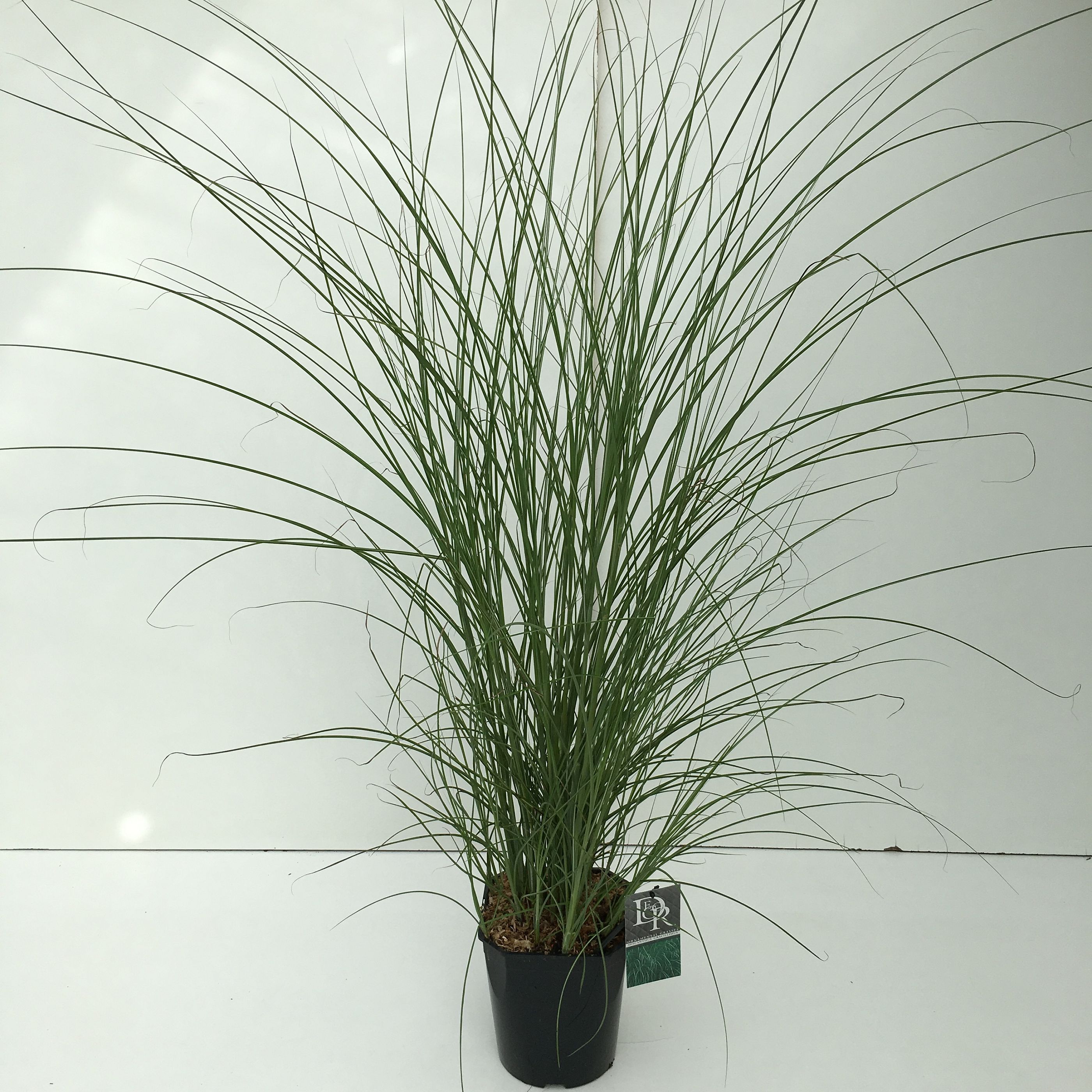 Easy-Care Maiden Grass Miscanthus sinensis 'Gracillimus' Indoor House Plants