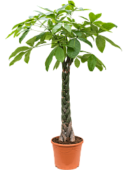 Insta-friendly Money Tree Pachira aquatica Tall Indoor House Plants Trees