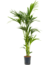 Lush Sentry Palm Kentia (Howea) forsteriana Indoor House Plants