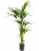 Lush Sentry Palm Kentia (Howea) forsteriana Indoor House Plants