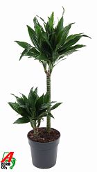 Photogenic Corn Plant Dracaena fragrans 'Green Jewel' Tall Indoor House Plants Trees