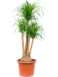 Tropical Ponytail Palm Beaucarnea recurvata Tall Indoor House Plants Trees