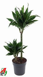 Photogenic Corn Plant Dracaena fragrans 'Green Jewel' Tall Indoor House Plants Trees