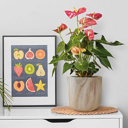 HORTICO CRAFT Wooden House Planter Round Indoor Plant Pot for House Plants with Waterproof Liner