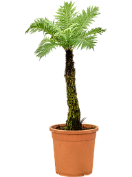 Lush Soft Tree Fern Blechnum gibbum (90-110) Indoor House Plants