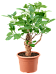 Photogenic Monkey Bread Tree Baobab (Adonsonia) Tall Indoor House Plants Trees