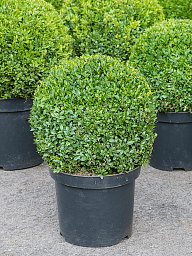 Photogenic Boxwood Buxus sempervirens