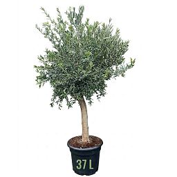 Olive Tree | Olea europea
