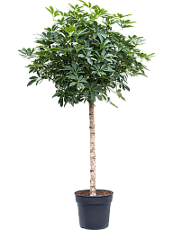 Easy-Care Umbrella Tree Schefflera arboricola 'Compacta' Tall Indoor House Plants Trees